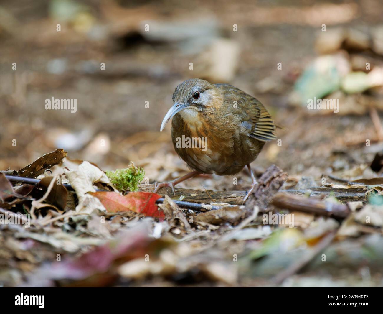 Bianco Throated Wren Babbler Napothera pasquieri da Lat, Vietnam BI039642 Foto Stock