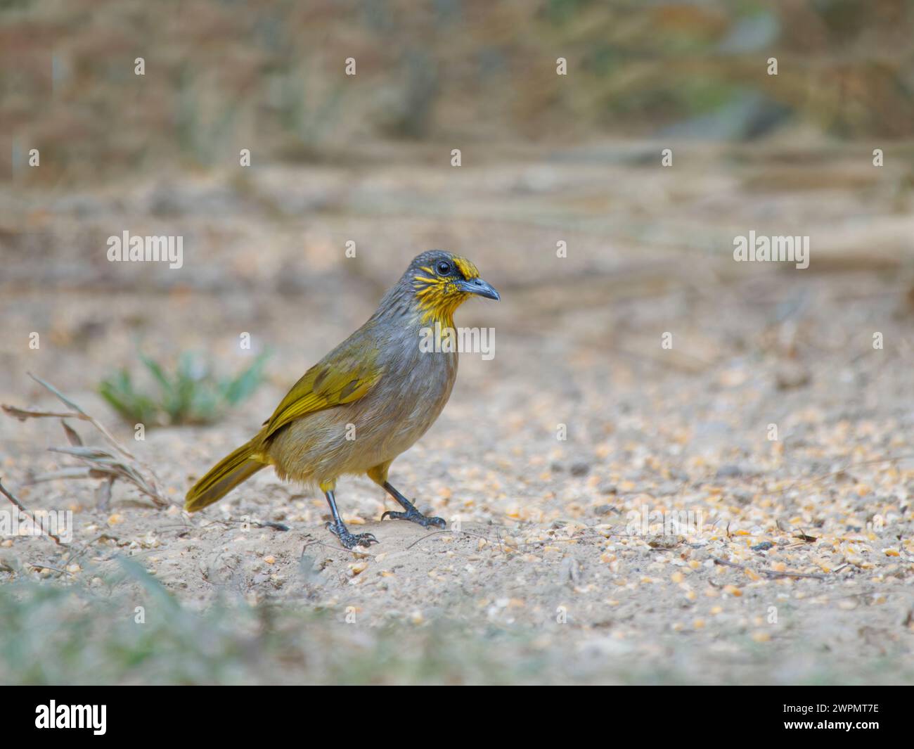 Striscia Throated Bulbul Pycnonotus finlaysoni da Lat, Vietnam BI039676 Foto Stock