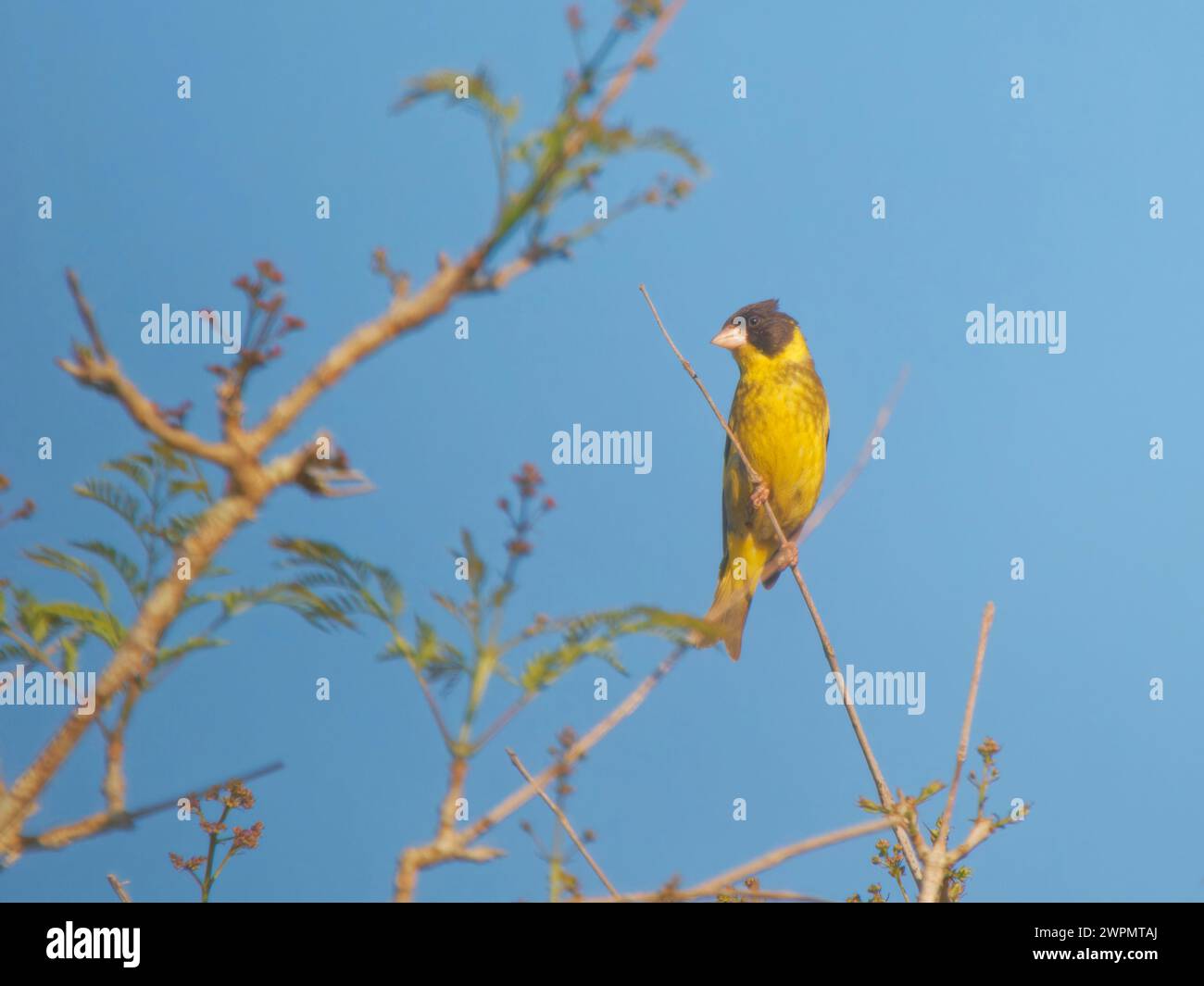 Vietnamita Greenfinch Chloris monguilloti da Lat, Vietnam BI039683 Foto Stock