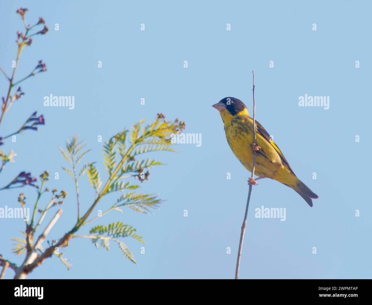Vietnamita Greenfinch Chloris monguilloti da Lat, Vietnam BI039684 Foto Stock