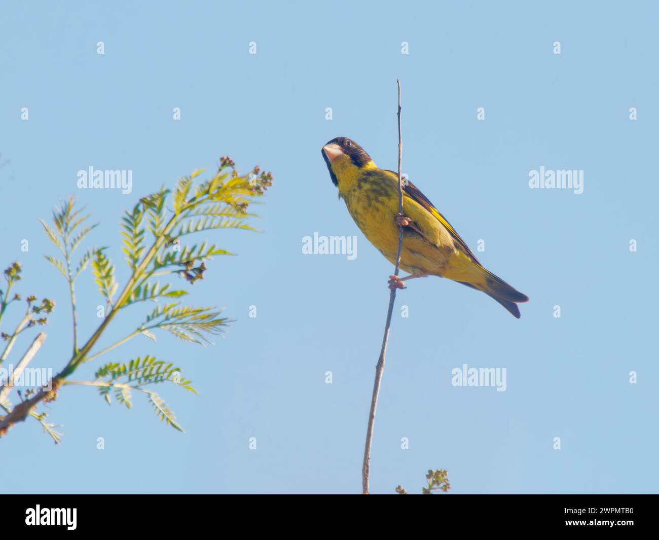 Vietnamita Greenfinch Chloris monguilloti da Lat, Vietnam BI039685 Foto Stock