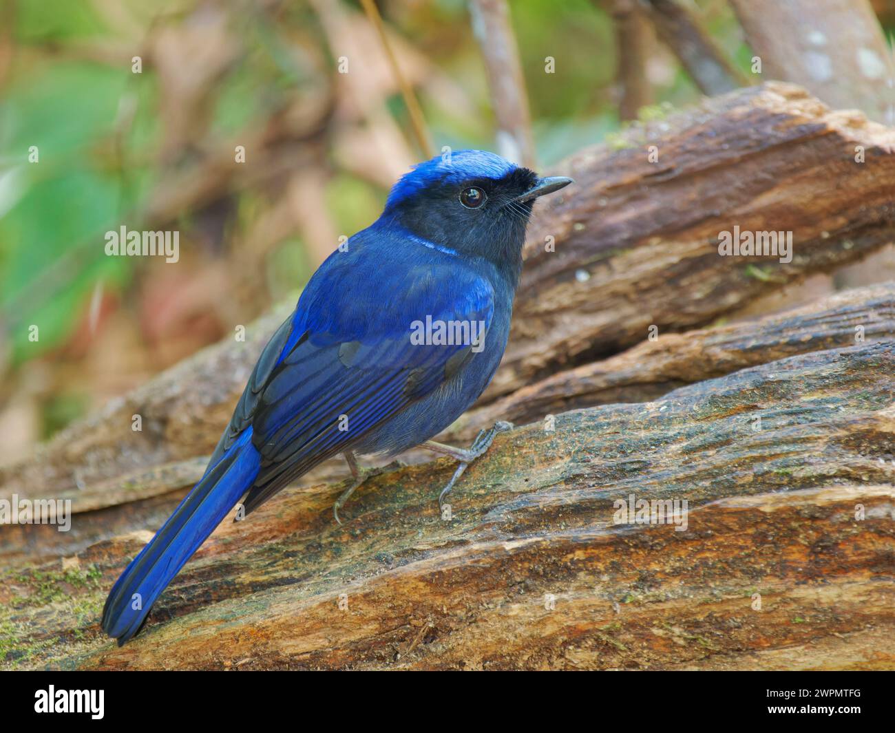 Large Nitalva Flycatcher Niltava grandis da Lat, Vietnam BI039693 Foto Stock