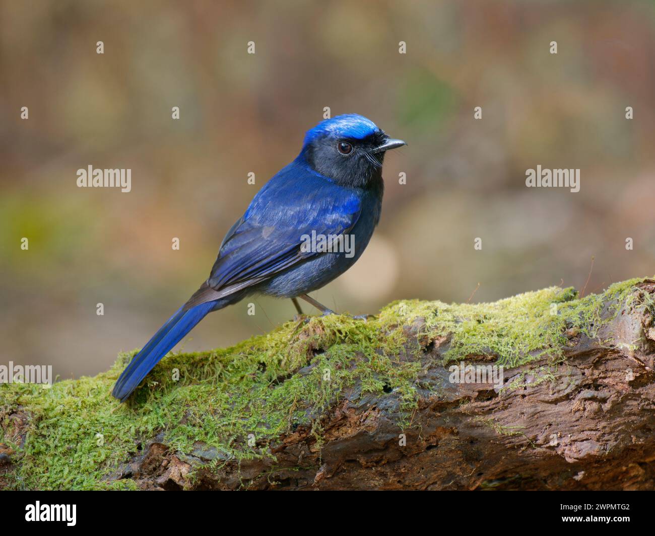 Large Nitalva Flycatcher Niltava grandis da Lat, Vietnam BI039697 Foto Stock