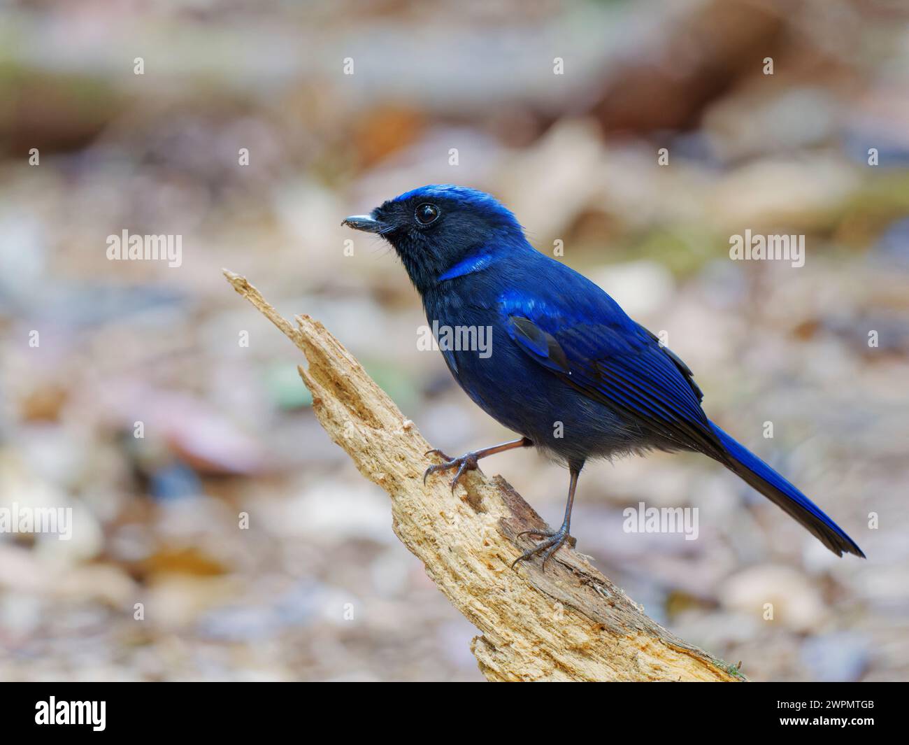 Large Nitalva Flycatcher Niltava grandis da Lat, Vietnam BI039699 Foto Stock