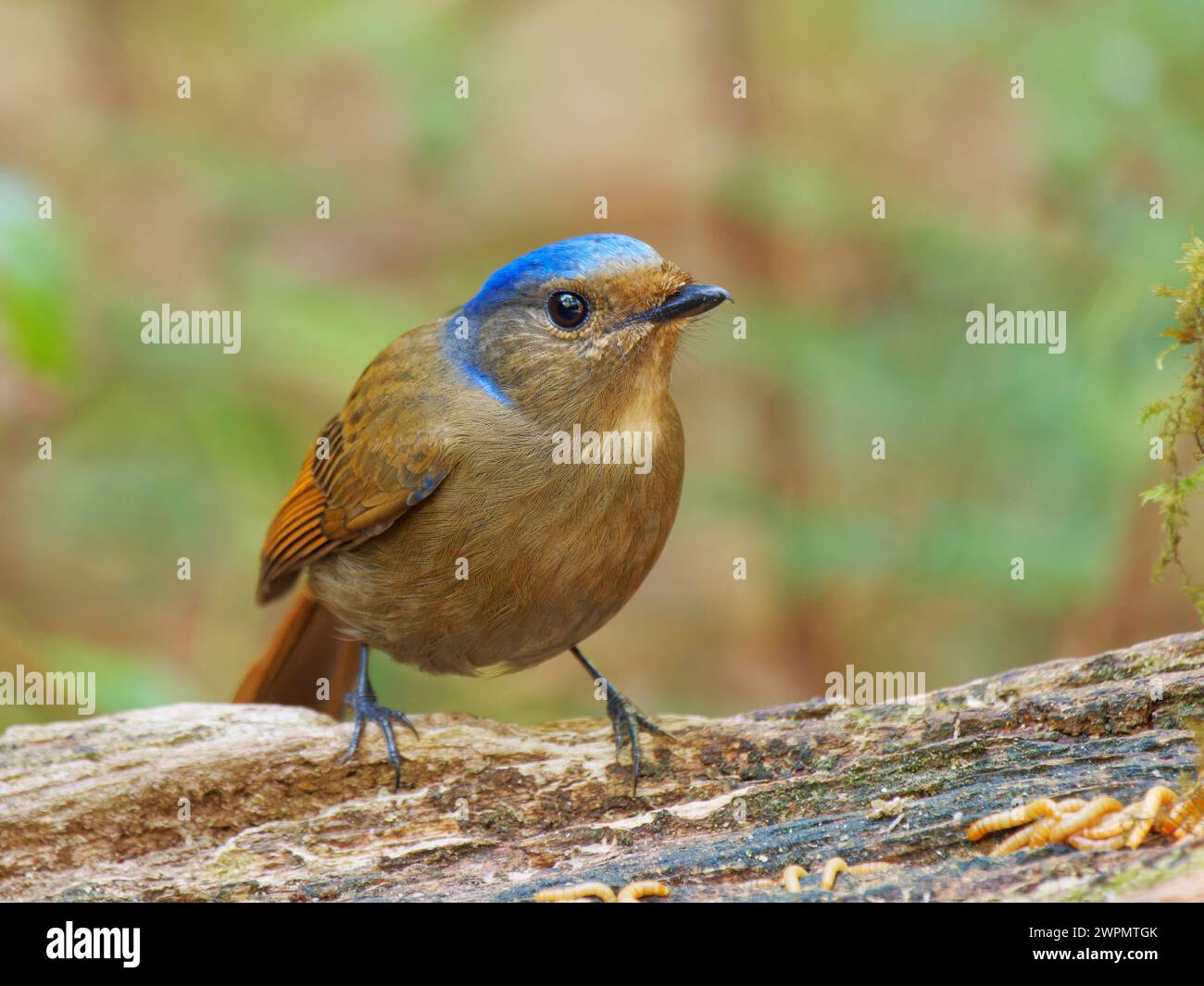 Large Nitalva Flycatcher femmina Niltava grandis da Lat, Vietnam BI039704 Foto Stock