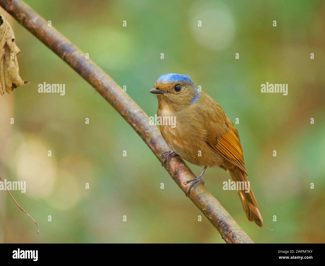 Large Nitalva Flycatcher femmina Niltava grandis da Lat, Vietnam BI039707 Foto Stock