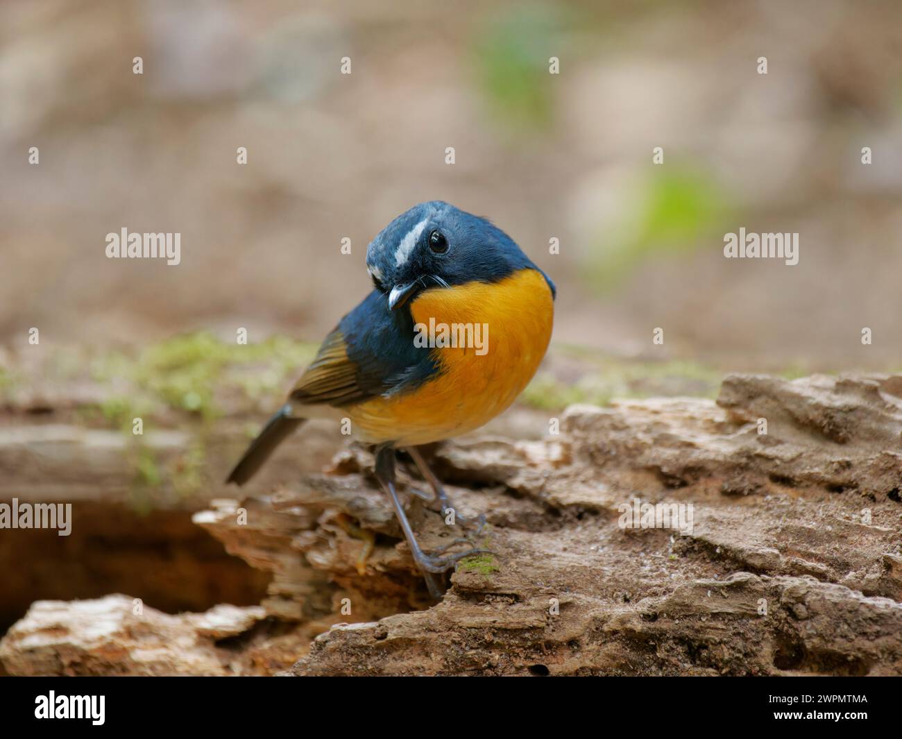 Snowy Browed Flycatcher Ficedula hyperythra da Lat, Vietnam BI039713 Foto Stock