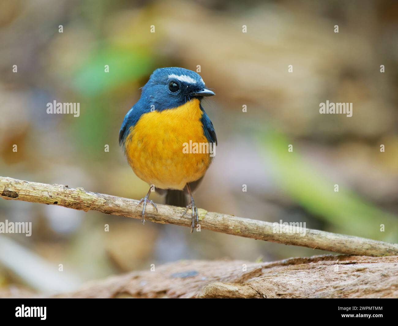 Snowy Browed Flycatcher Ficedula hyperythra da Lat, Vietnam BI039717 Foto Stock