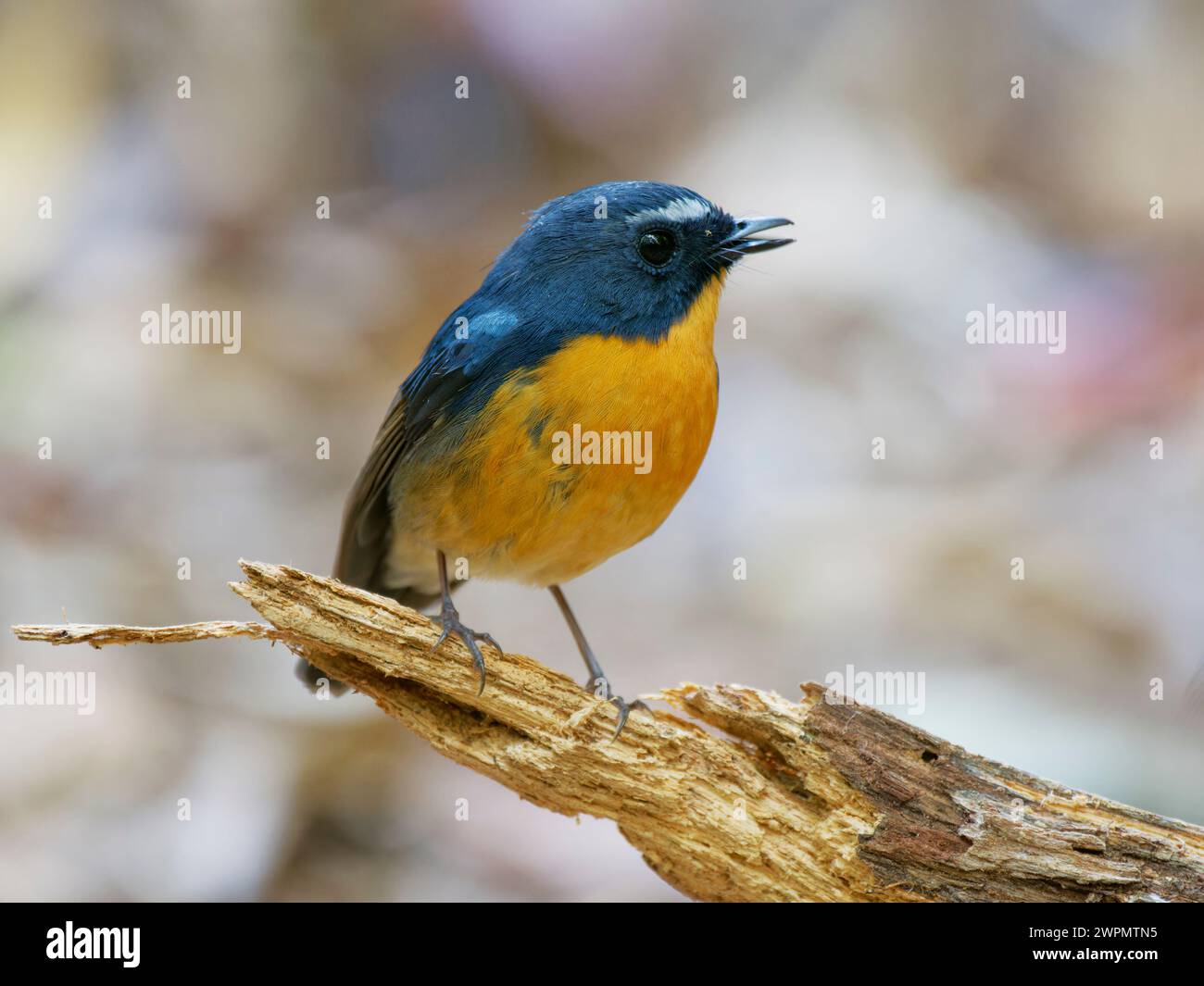 Snowy Browed Flycatcher Ficedula hyperythra da Lat, Vietnam BI039719 Foto Stock