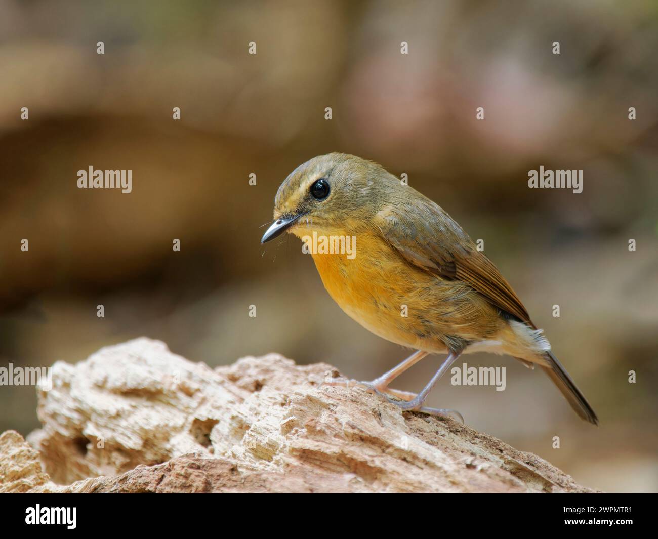 Snowy Browed Flycatcher femmina Ficedula hyperythra da Lat, Vietnam BI039722 Foto Stock