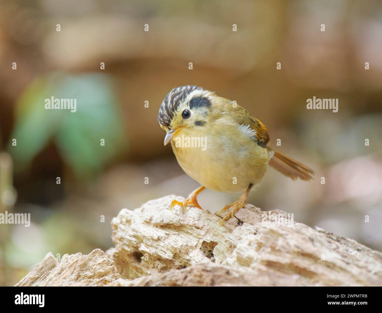 Fulvetta con corona nera Schoeniparus klossi da Lat, Vietnam BI039725 Foto Stock