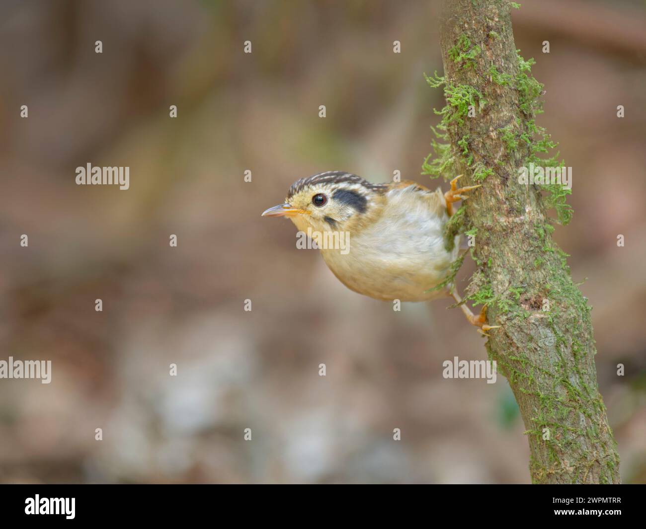 Nero coronato Fulvetta Schoeniparus klossi da Lat, Vietnam BI039729 Foto Stock