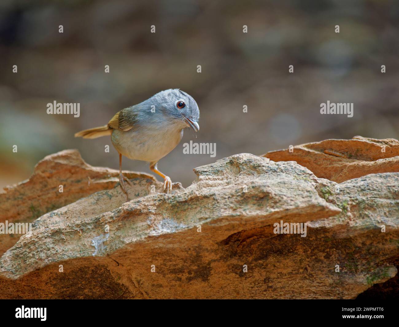 Monte Fulvetta Alcippe peracensis da Lat, Vietnam BI039734 Foto Stock