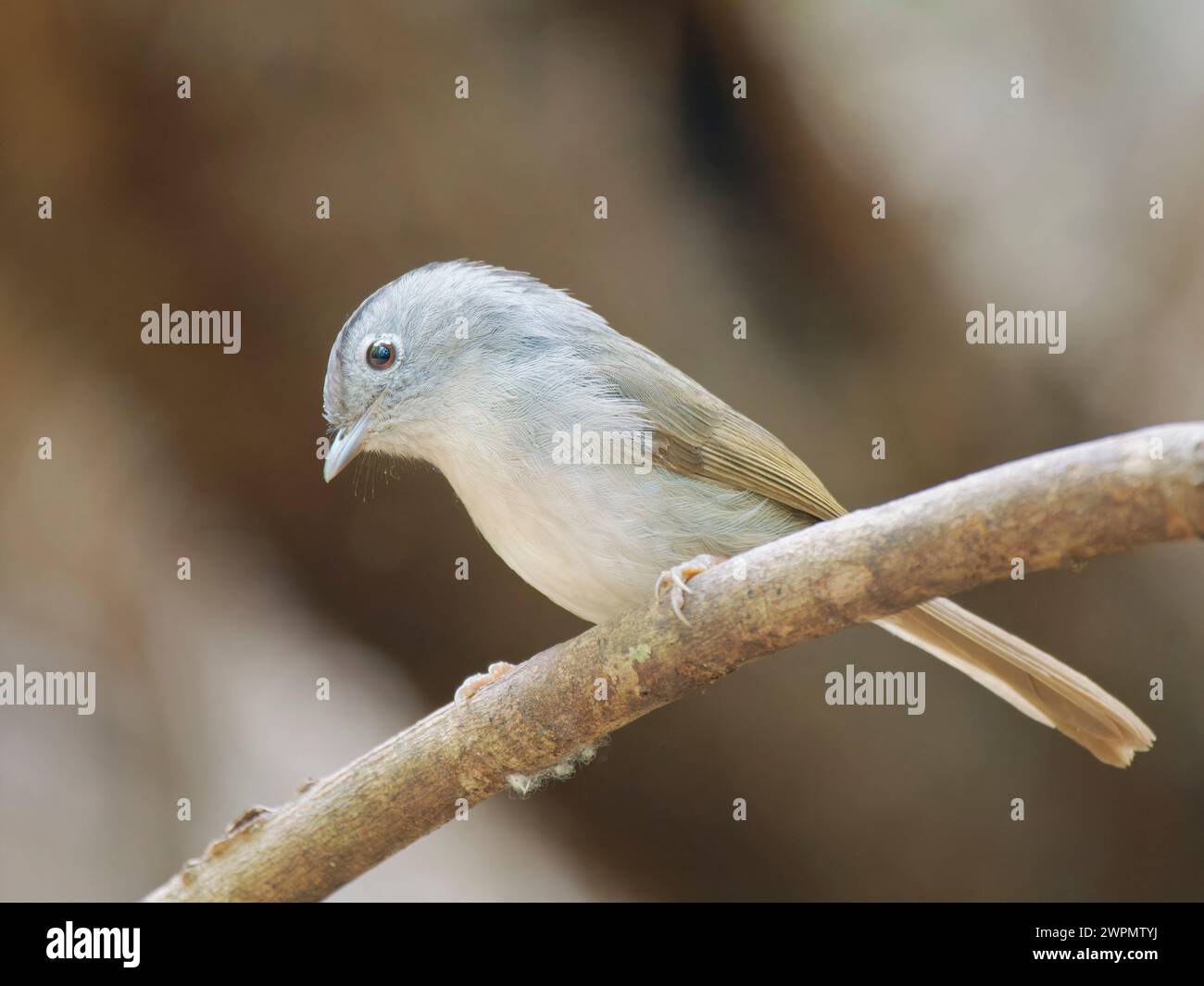 Monte Fulvetta Alcippe peracensis da Lat, Vietnam BI039736 Foto Stock