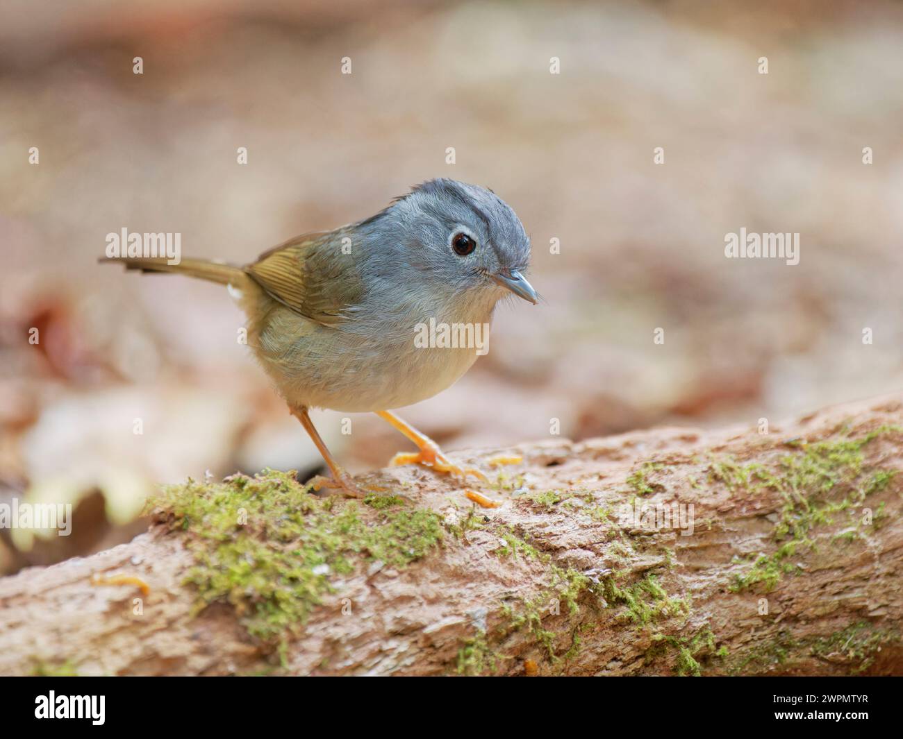 Monte Fulvetta Alcippe peracensis da Lat, Vietnam BI039738 Foto Stock