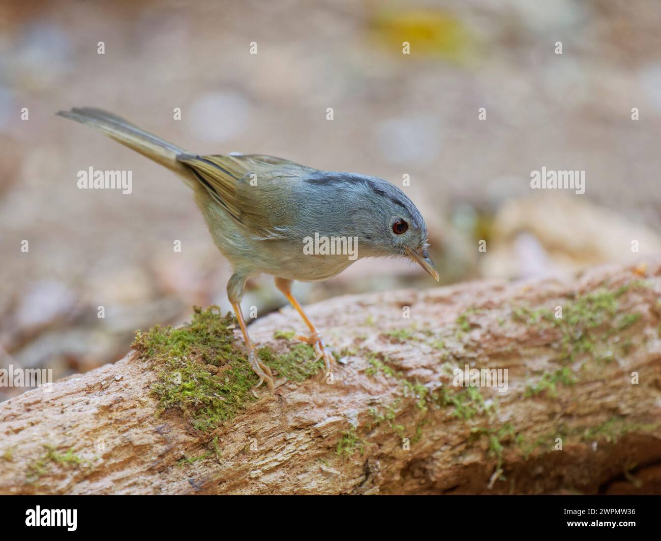 Monte Fulvetta Alcippe peracensis da Lat, Vietnam BI039744 Foto Stock