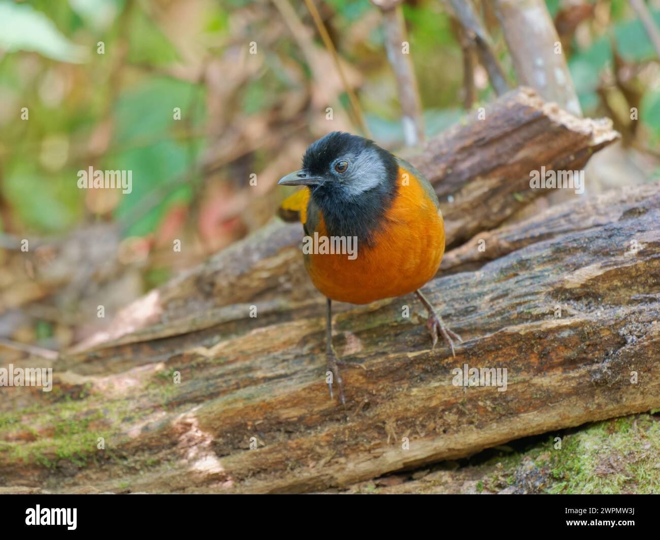 Collared Laughing Thrush Trochalopteron yersini da Lat, Vietnam BI039751 Foto Stock