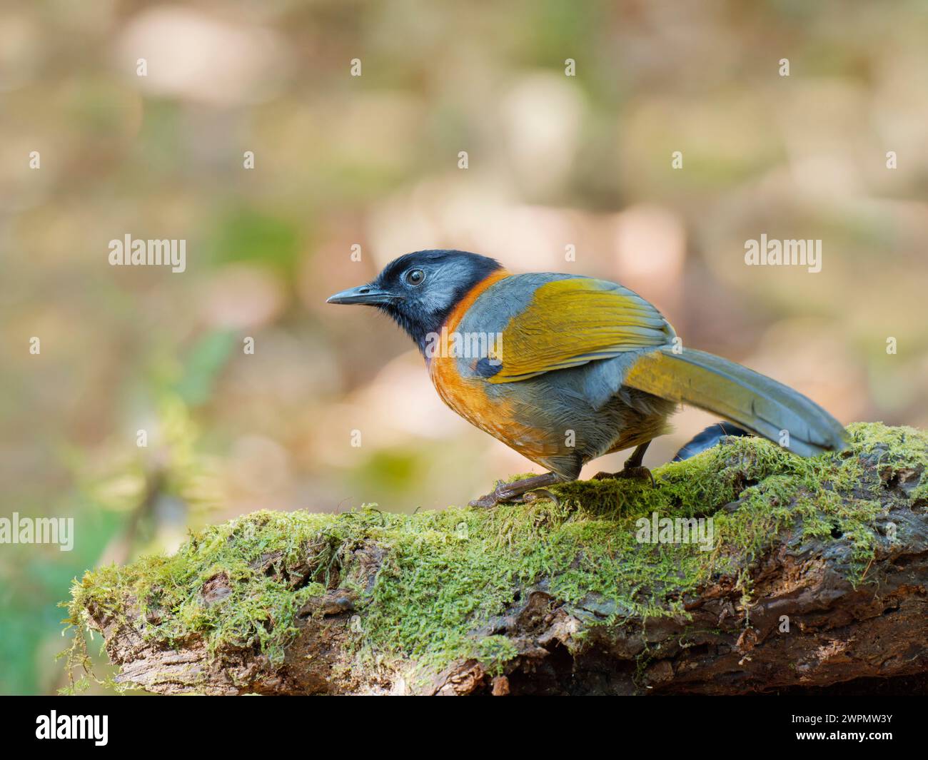 Collared Laughing Thrush Trochalopteron yersini da Lat, Vietnam BI039755 Foto Stock