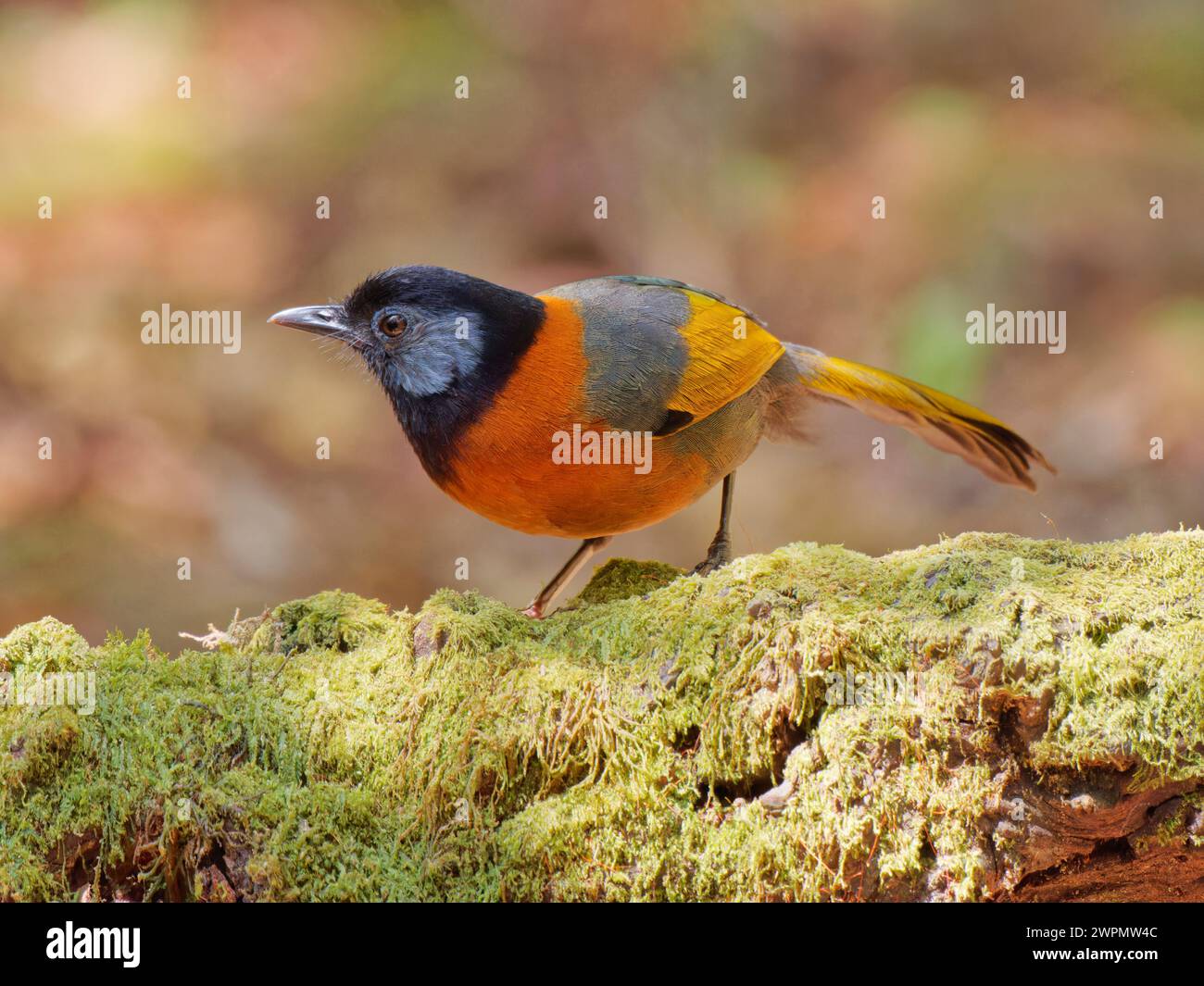 Collared Laughing Thrush Trochalopteron yersini da Lat, Vietnam BI039759 Foto Stock