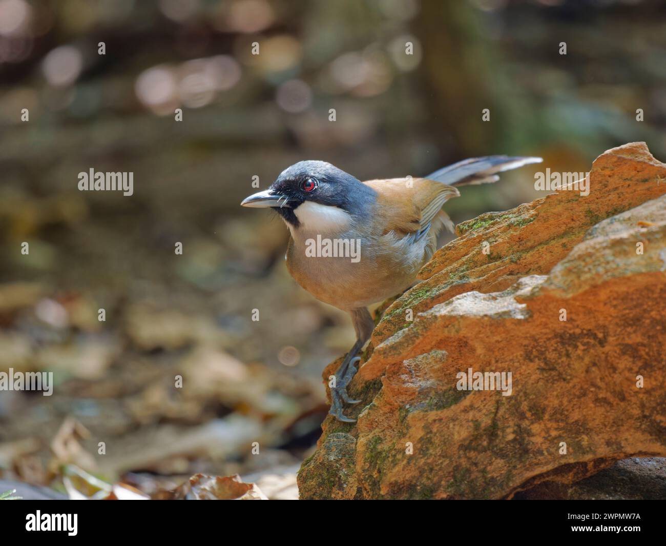 White Cheeked Laughing Thrush Garrulax vassali da Lat, Vietnam BI039765 Foto Stock