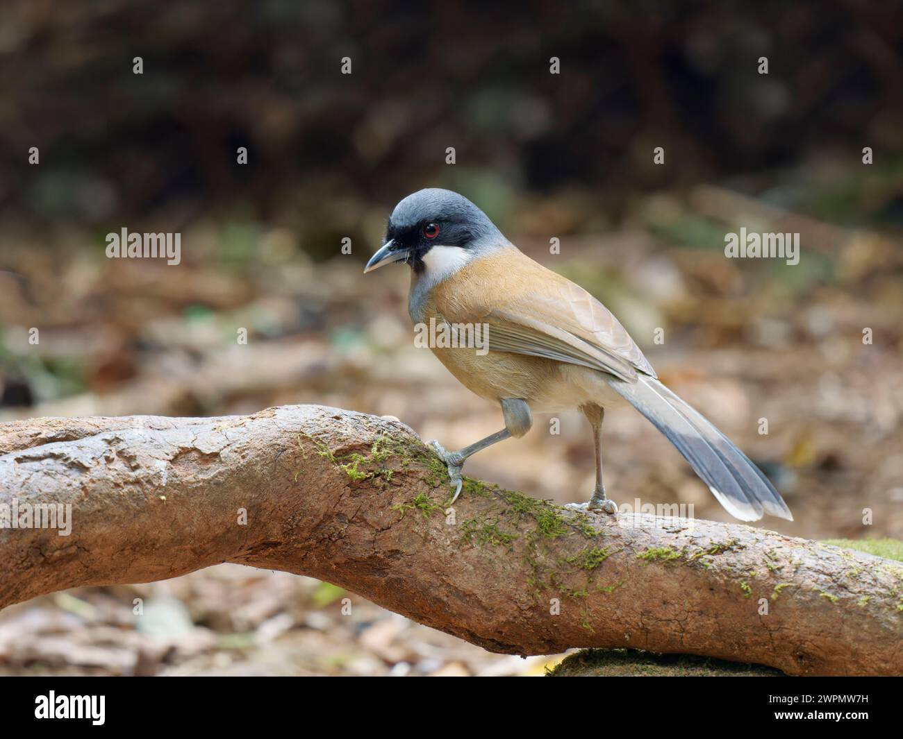White Cheeked Laughing Thrush Garrulax vassali da Lat, Vietnam BI039769 Foto Stock