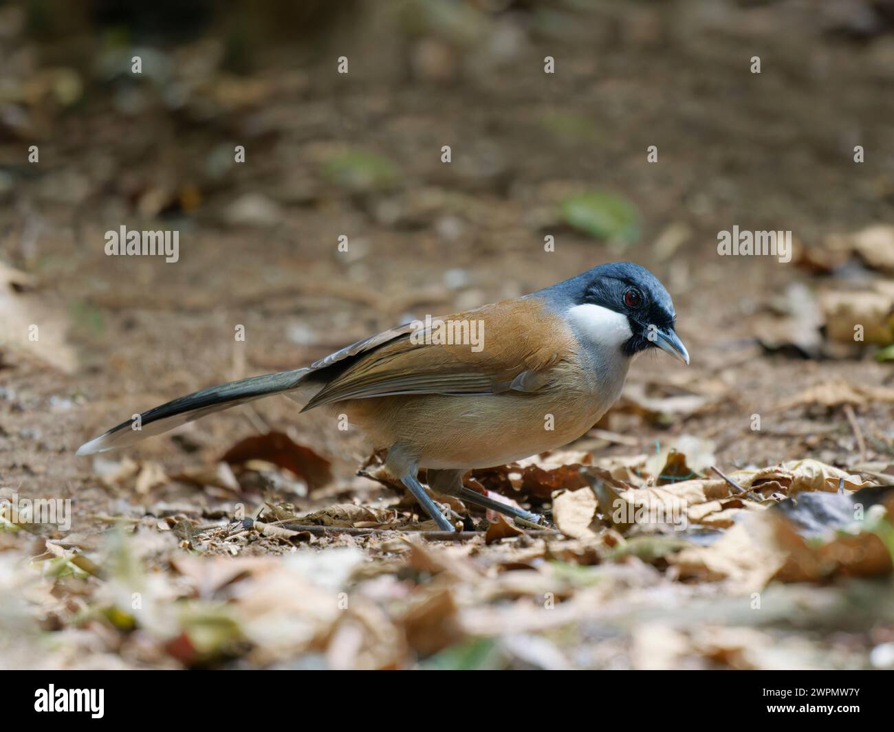 White Cheeked Laughing Thrush Garrulax vassali da Lat, Vietnam BI039772 Foto Stock