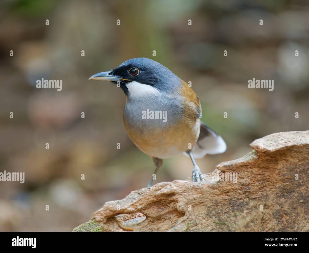 White Cheeked Laughing Thrush Garrulax vassali da Lat, Vietnam BI039773 Foto Stock