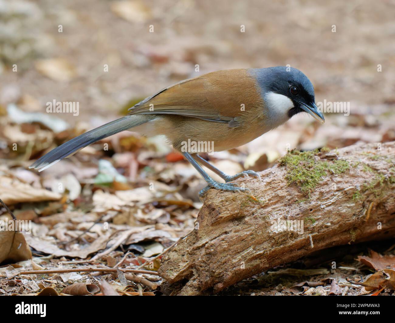 White Cheeked Laughing Thrush Garrulax vassali da Lat, Vietnam BI039780 Foto Stock