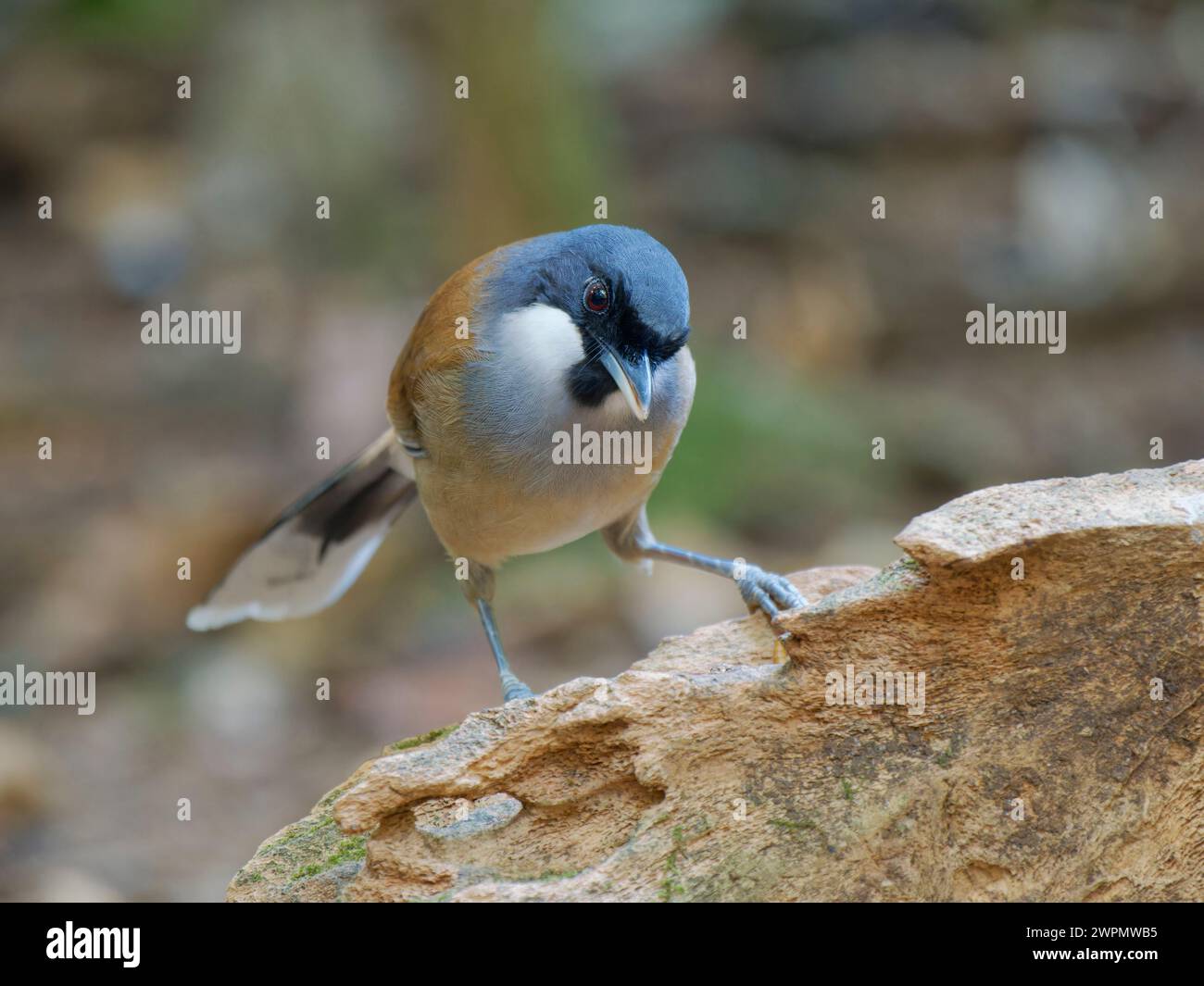 White Cheeked Laughing Thrush Garrulax vassali da Lat, Vietnam BI039787 Foto Stock