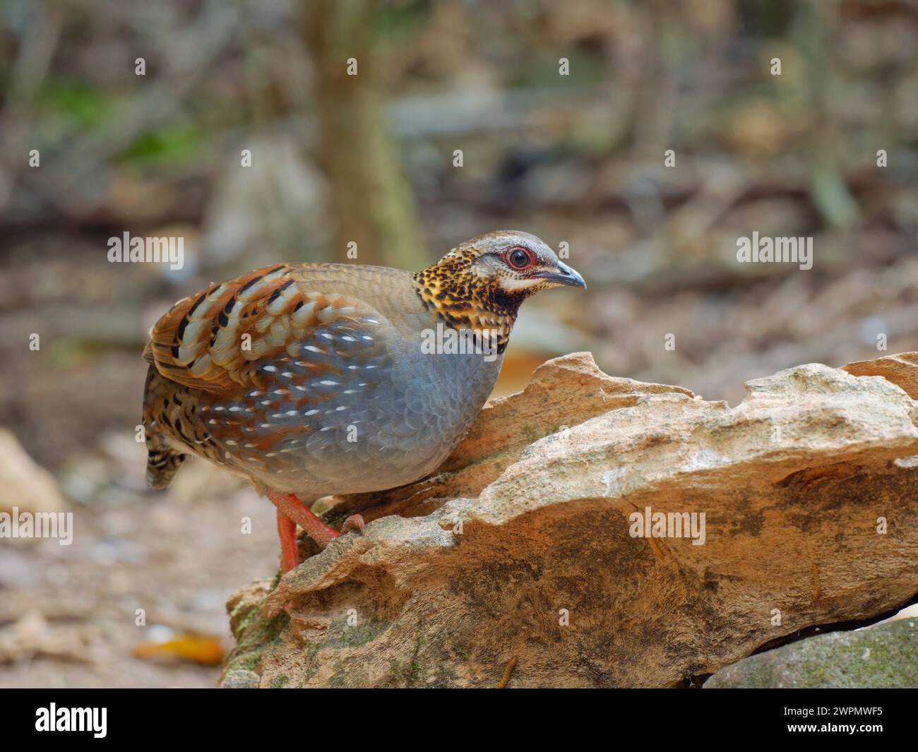 Rufous Throated Partridge Arborophila rufogularis da Lat, Vietnam BI039801 Foto Stock