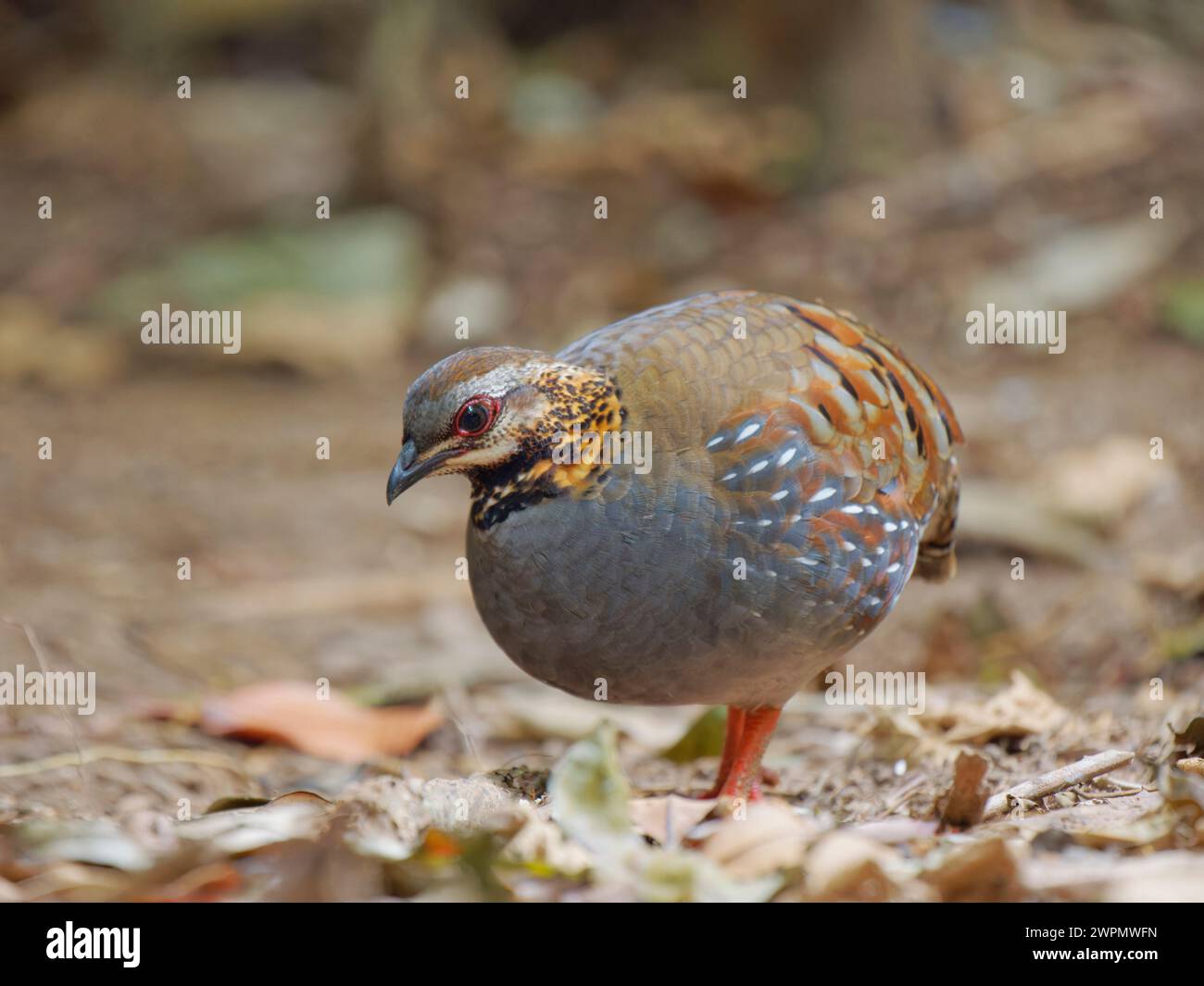 Rufous Throated Partridge Arborophila rufogularis da Lat, Vietnam BI039806 Foto Stock