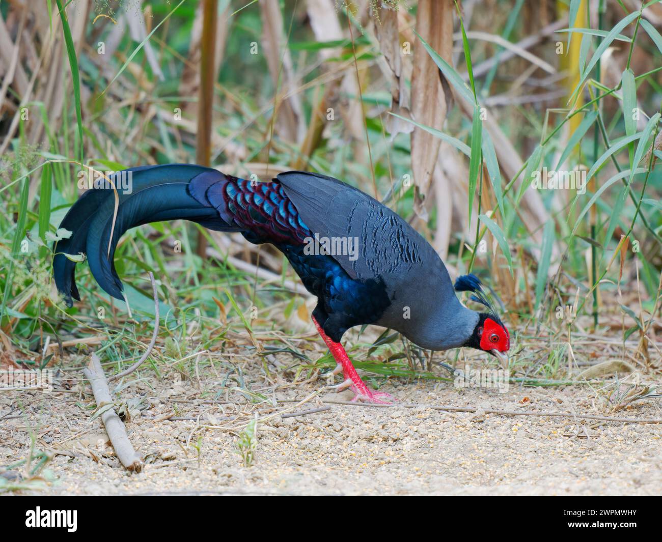 Siamese Fireback Pheasant Lophura diardi da Lat, Vietnam BI039817 Foto Stock