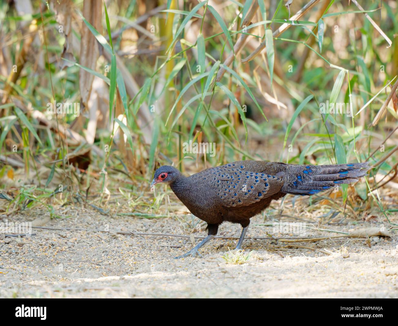 Germain’s Peacock Pheasant Polyplectron germaini da Lat, Vietnam BI039822 Foto Stock