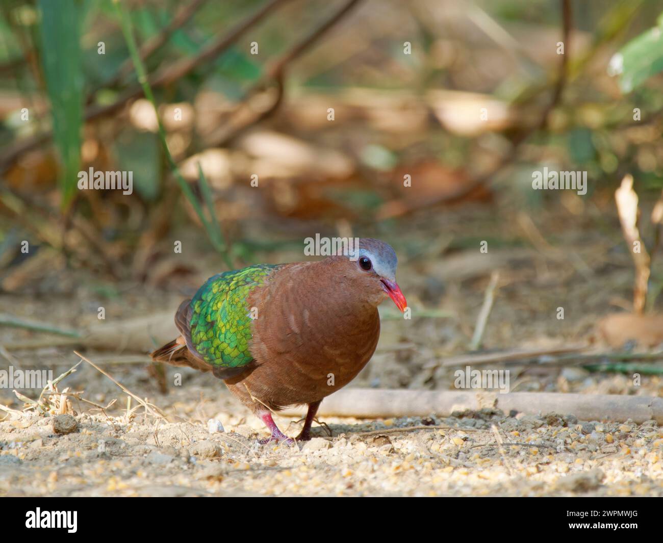 Emerald Ground dove Chalcophaps indica da Lat, Vietnam BI039826 Foto Stock