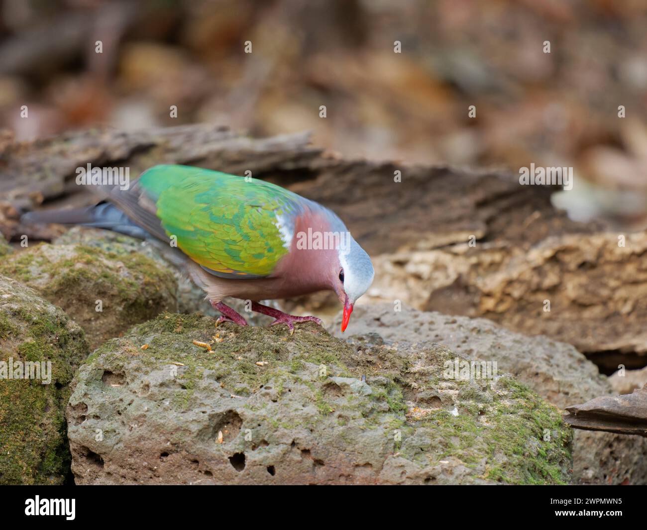Emerald Ground dove Chalcophaps indica da Lat, Vietnam BI039829 Foto Stock