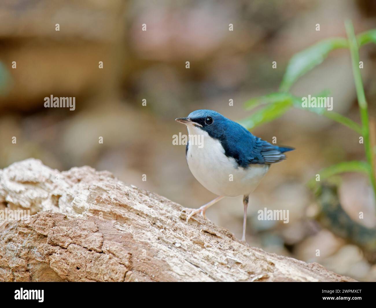 Siberian Blue Robin Larvivora cyane da Lat, Vietnam BI040016 Foto Stock