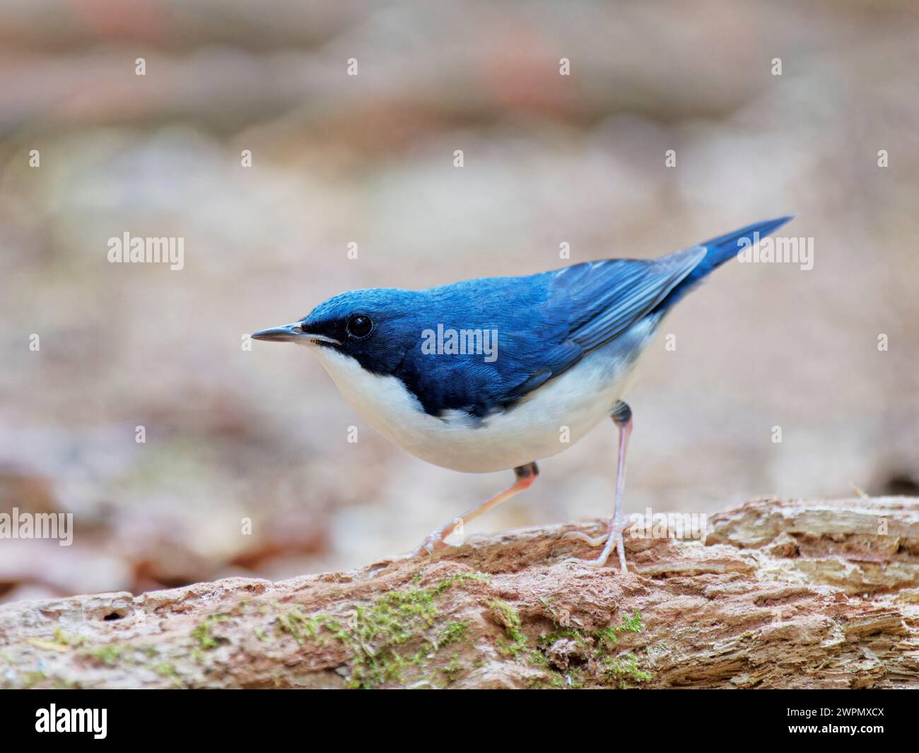 Siberian Blue Robin Larvivora cyane da Lat, Vietnam BI040018 Foto Stock
