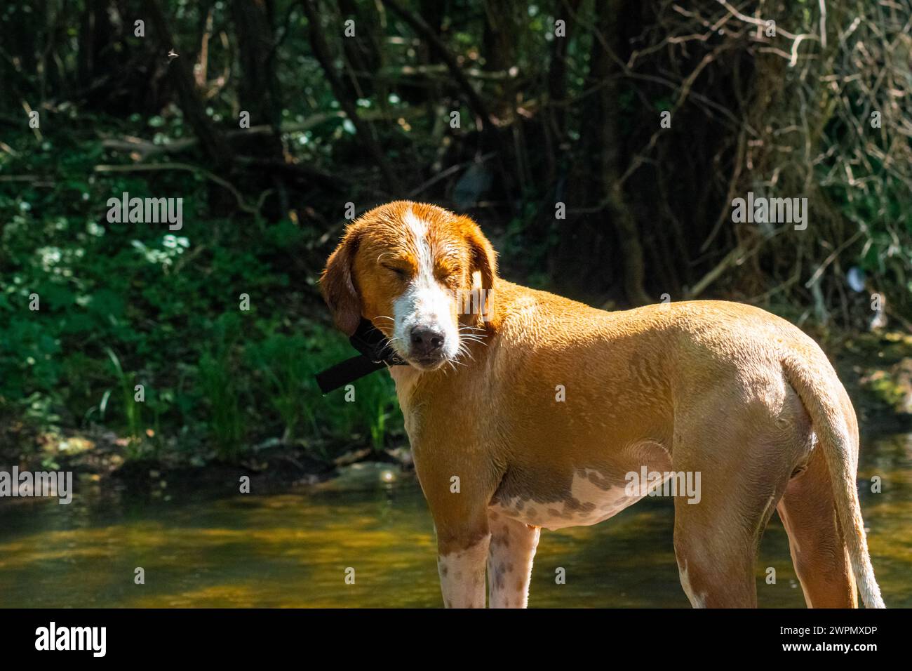 Cane di razza mista marrone che gode del sole sul fiume Foto Stock