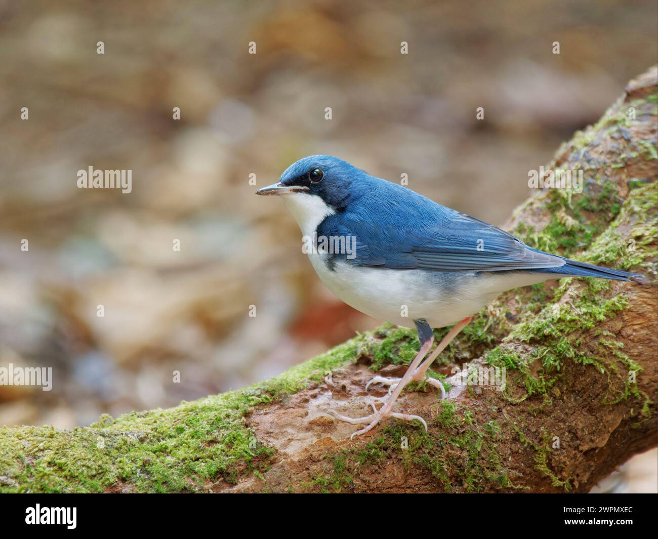 Siberian Blue Robin Larvivora cyane da Lat, Vietnam BI040021 Foto Stock