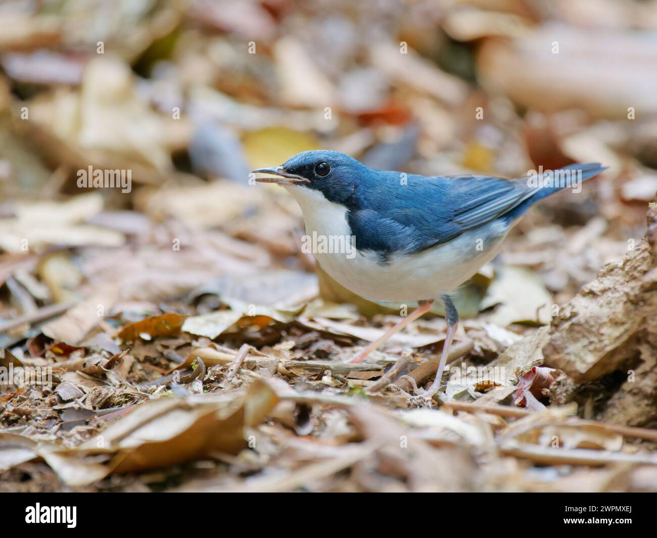 Siberian Blue Robin Larvivora cyane da Lat, Vietnam BI040024 Foto Stock