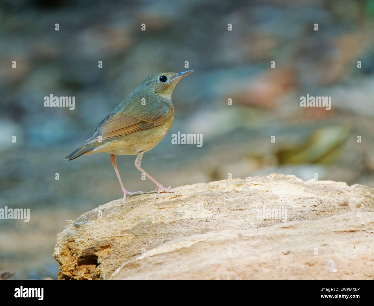 Siberian Blue Robin femmina Larvivora cyane da Lat, Vietnam BI040026 Foto Stock