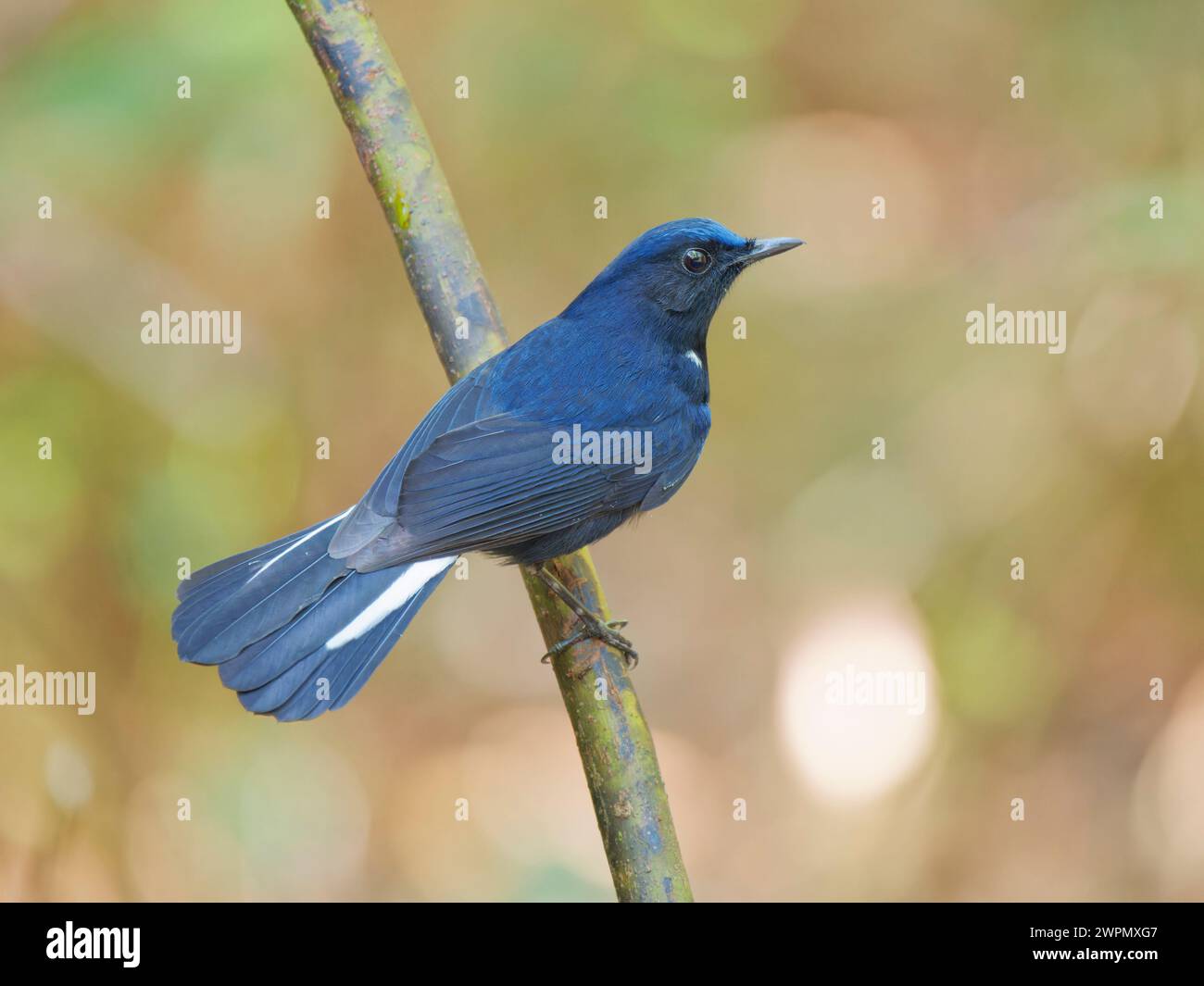 White Tailed Robin Myiomela leucura da Lat, Vietnam BI040037 Foto Stock