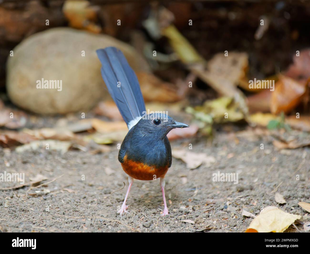Shama Copsychus malabaricus da Lat, Vietnam BI040042 Foto Stock