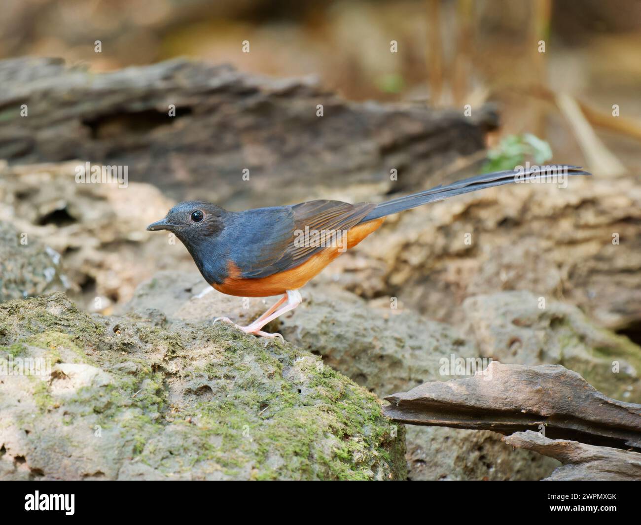 Shama Copsychus malabaricus da Lat, Vietnam BI040047 Foto Stock