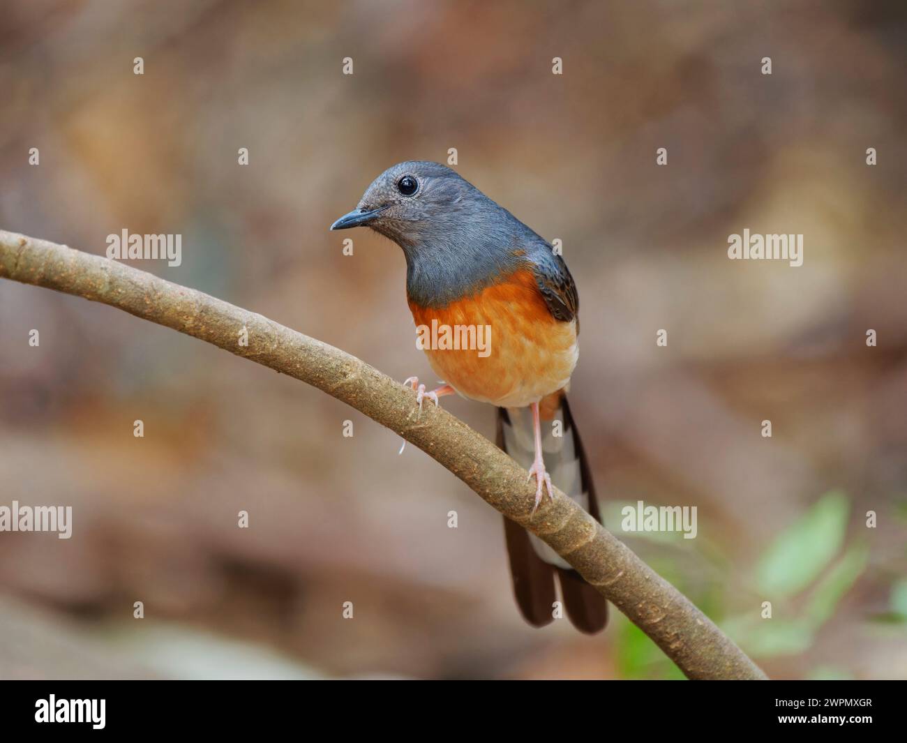Shama Copsychus malabaricus da Lat, Vietnam BI040052 Foto Stock