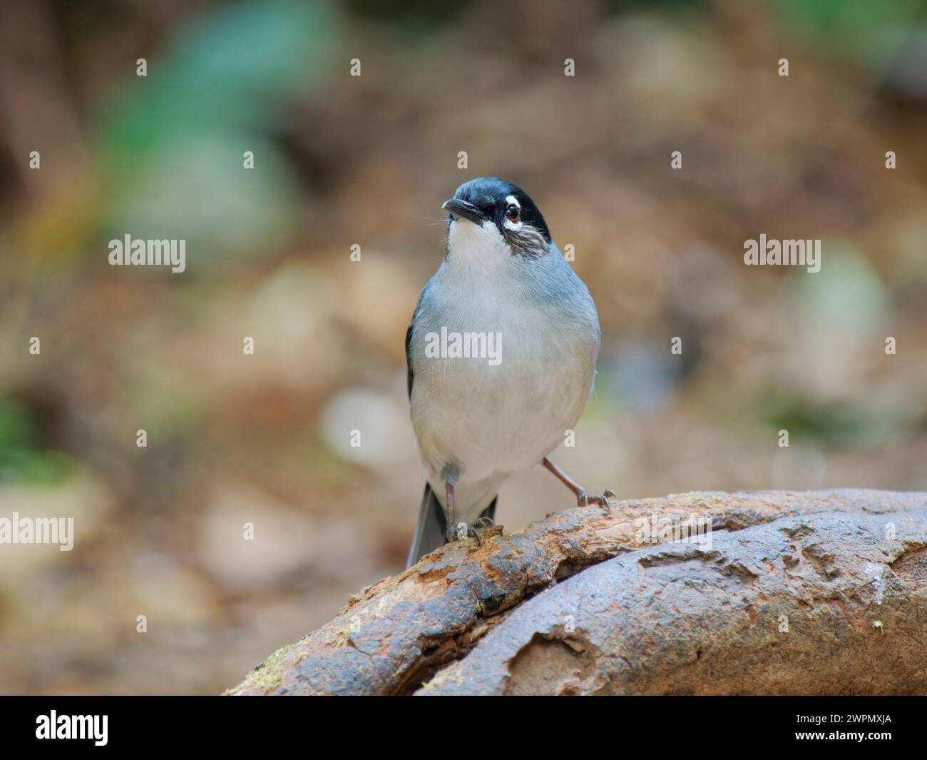 Sibia Heterophasia desgodinsi da Lat, Vietnam BI040059 Foto Stock