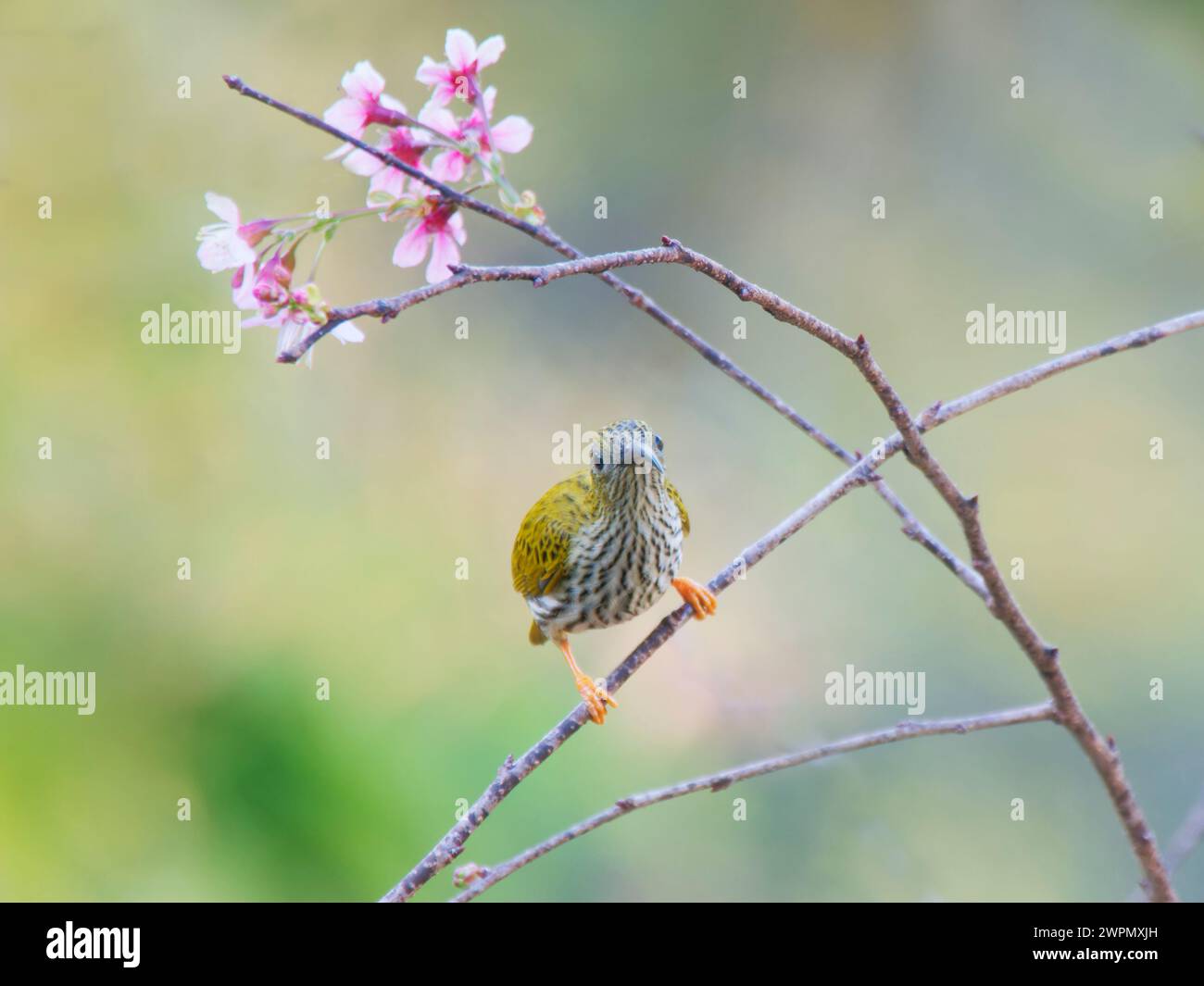 Spiderhunter striato che si nutre di fiori Arachnothera magna da Lat, Vietnam BI040062 Foto Stock