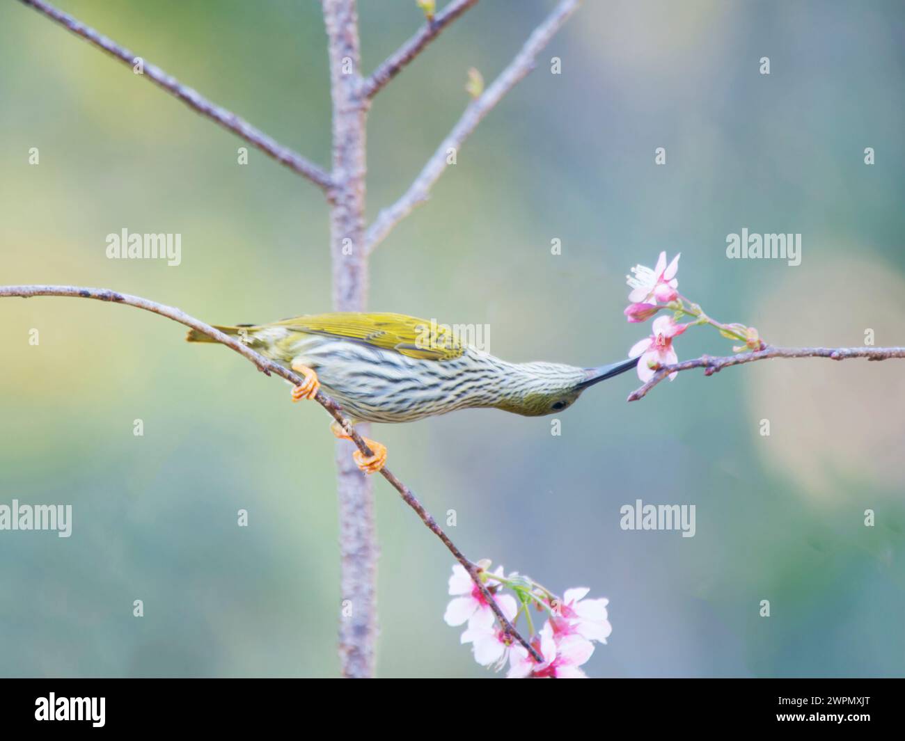 Spiderhunter striato che si nutre di fiori Arachnothera magna da Lat, Vietnam BI040063 Foto Stock