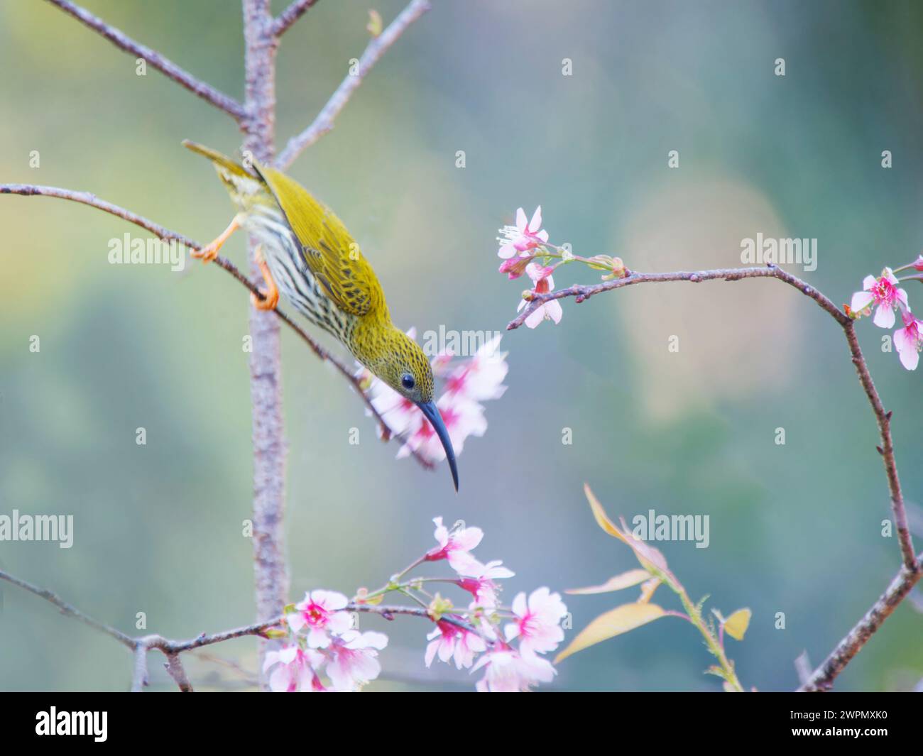 Spiderhunter striato che si nutre di fiori Arachnothera magna da Lat, Vietnam BI040064 Foto Stock