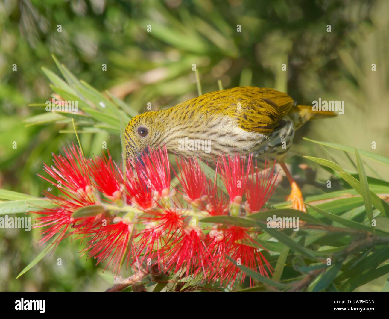 Spiderhunter striato che si nutre di fiori Arachnothera magna da Lat, Vietnam BI040070 Foto Stock